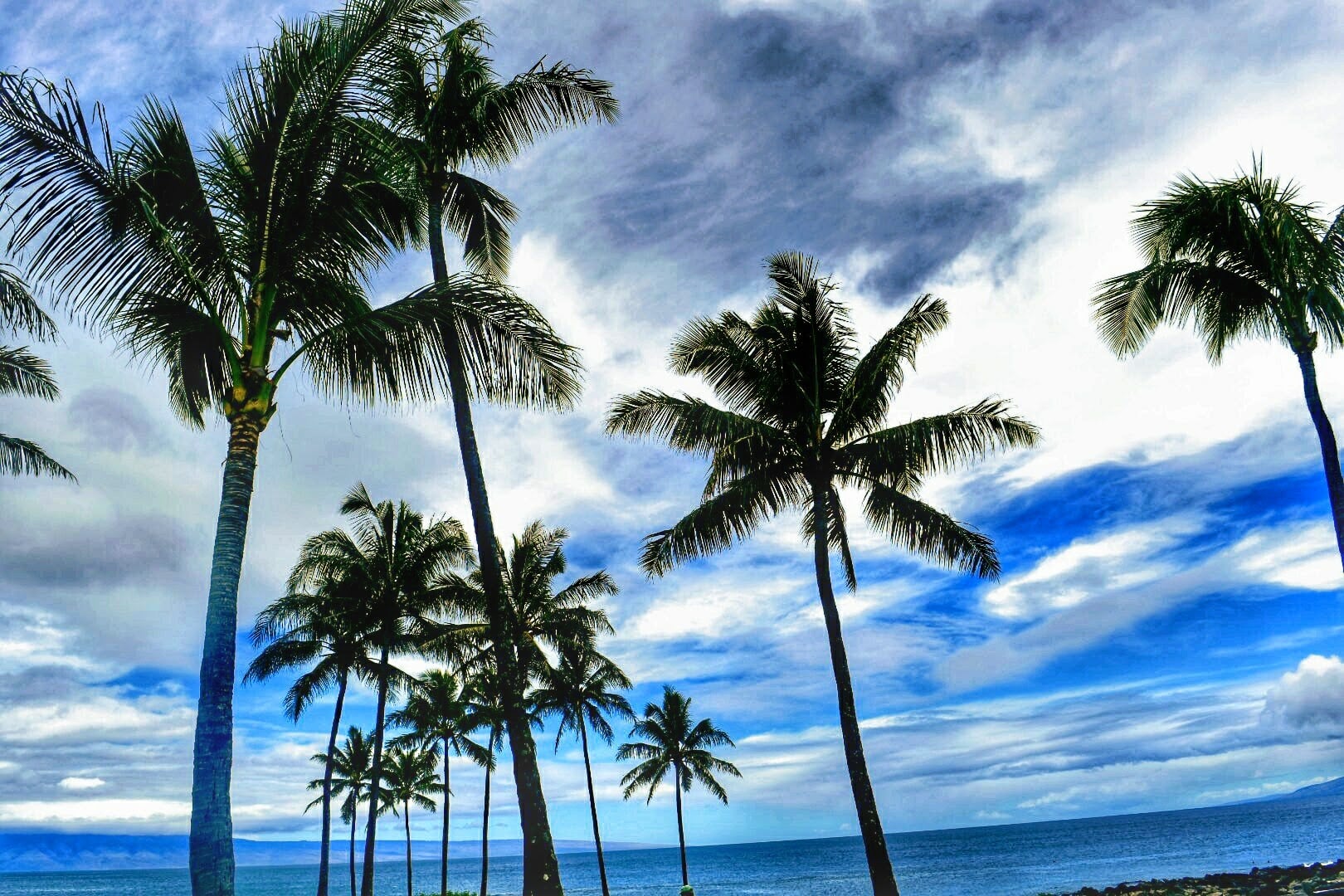 Palm trees in Maui