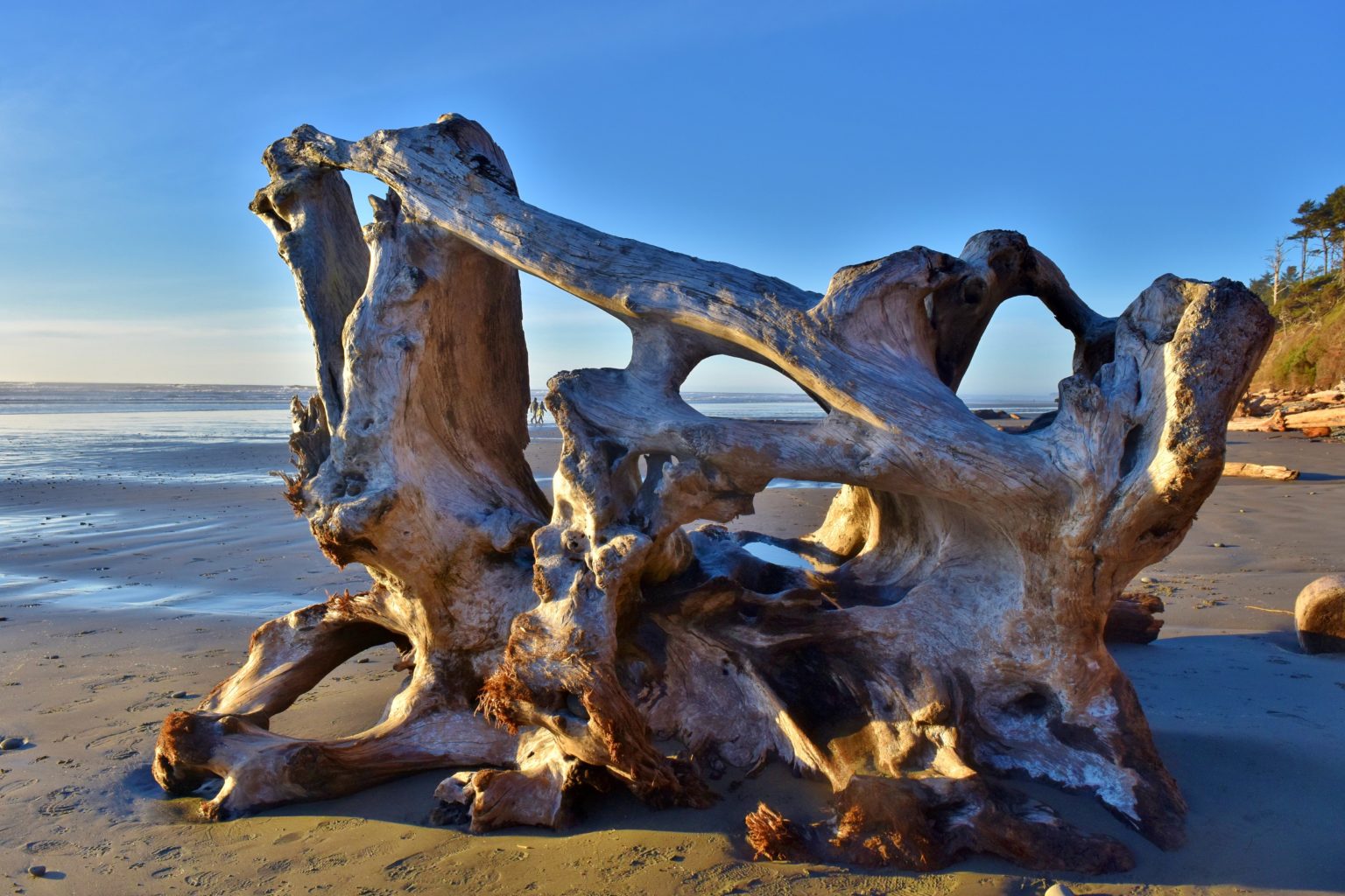 Kalaloch Lodge: An Ocean Getaway Near Seattle - Travelffeine