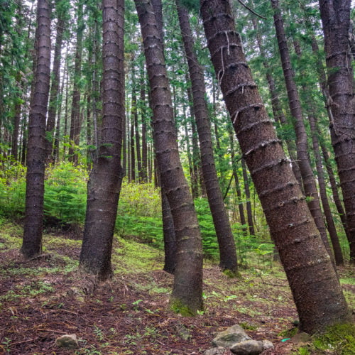 Waihee Ridge Trail: A Local Favorite on Maui - Travelffeine