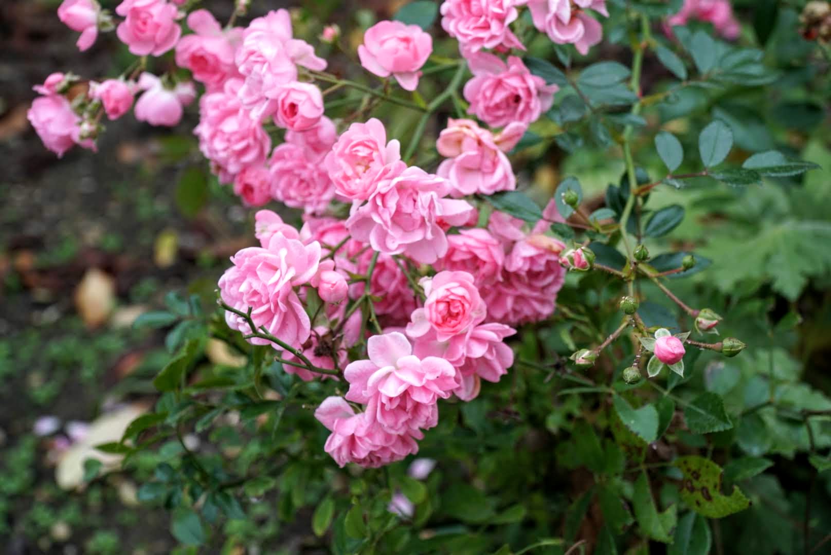 pink flowers